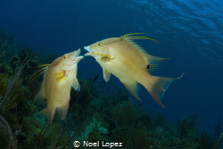 Hog fish behavior,gardens of the queen.cuba by Noel Lopez 